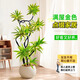 花財(cái)主大型盆栽綠植 檸檬樹鴨腳木發(fā)財(cái)樹天堂鳥綠植室內(nèi)客廳大盆栽 金邊百合竹1.2-1.4米【聚寶盆】 含盆