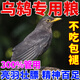 其他家烏鶇鳥(niǎo)專(zhuān)用飼料烏鶇百舌黑金鶇鳥(niǎo)糧面包蟲(chóng)干幼鳥(niǎo)食鳥(niǎo)喜歡吃的食物 500g(一袋裝【提性壯膘】)