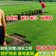 譽(yù)滿園（yumanyuan）帶泥土真草草坪草皮馬尼拉四季青剪股穎別墅庭院園林綠化護(hù)坡草坪 耐寒四季青草坪 1平方