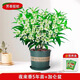 歐悟米蘭花盆栽花卉植物室內四季開(kāi)花帶花苞濃香茉莉花苗盆景驅蚊綠植 精選夜來(lái)香5年苗含加侖盆