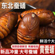 崠鮮蠶蛹東北特產(chǎn)柞蠶蛹新鮮鮮活大蠶蛹黑蟬蛹大黃二黃蠶蛹 大黃蛹 500g（4-5cm/個(gè)）