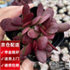 兩腿跑多肉植物帶盆栽好精品小老樁多頭盆栽錢(qián)串太陽(yáng)花紅唇鹿角海棠葡萄 紫蝶(2-3頭) 塑料盆6.5cm栽好發(fā)貨