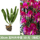 令葉園令箭荷花盆栽帶花苞東北小粉色易活四季室內(nèi)陽臺綠植花卉曇花大苗 30cm　五葉片中苗　?。导t）