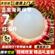 海島果甜【海南特有】海南保亭紅毛丹7號 新鮮水果毛荔枝海南禮盒送禮 精選5斤（海南保亭果）