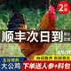 頤鄉情散養土雞大公雞黃腳青腳黑鳳麻雞現殺新鮮營(yíng)養雞肉笨公雞走地雞整 黃腳公雞凈6斤/2只（燉肉包+人參）