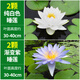 瘋狂水草睡蓮水培花帶花苞水生魚(yú)缸水培植物水生花卉養(yǎng)魚(yú)水草源頭直發(fā)包郵