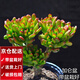 兩腿跑【送貨上門】教師節(jié)多肉植物帶盆桌面盆栽組合綠植花卉幼兒園盆栽 吸財樹(帶盆栽好)