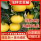 兮柔正宗浙江玉環(huán)文旦柚 新鮮柚子老樹(shù)白肉文旦柚子團購送禮佳品整箱 18斤大果 約5-6個(gè)裝
