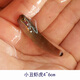 興國海小丑蝦虎 活體海水魚(yú) 海缸珊瑚缸安全除藻吃藻生物西瓜刨快遞包活 小丑蝦虎4-6 cm