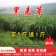 楚風(fēng)漢韻進(jìn)口牧草種子四季多年生魚草耐寒抗旱喂養(yǎng)雞鴨鵝豬牛羊魚兔草 冬牧70黑麥草種子1斤