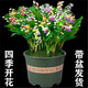 【四季開花】帶芽鈴蘭花根濃香型鈴蘭盆栽花卉陽臺室內(nèi)耐寒綠植物 混色鈴蘭四季開花 推薦10個(gè)芽帶根送肥