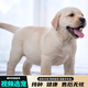 寵六福純種拉布拉多幼犬寵物狗狗活體小狗活物幼崽 寵物級 S級 公