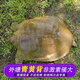 秋季 2斤鮮活甲魚(yú)陽(yáng)光棚生長(cháng)母生鮮魚(yú)雌團魚(yú)王八鱉活體生鮮活鮮1000g