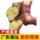 辰實（現(xiàn)貨）新鮮南姜 山姜藍姜蘆葦姜 冬陰功湯香料火鍋調(diào)味品 2斤 【新鮮發(fā)貨】
