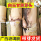 細辛廣西木格白玉甘蔗蔗種正宗玻璃脆種苗產(chǎn)地直發(fā)帶芽發(fā)貨 9根
