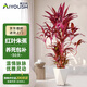 愛優(yōu)尚紅葉朱蕉造型盆栽室內(nèi)客廳網(wǎng)紅北歐大型植物好養(yǎng)綠植源頭直發(fā)