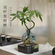 中夢(mèng)發(fā)財樹(shù)水培植物盆栽室內擺件綠植招財客廳辦公室水養凈化綠蘿桌面 雙桿發(fā)財樹(shù)輕奢小藍瓶