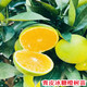 蘇藝緣青皮冰糖橙苗濃甜無(wú)籽橙子樹(shù)苗盆栽地栽南方北方庭院種植果樹(shù)果苗 5年苗當年結果 帶土球 青皮冰糖橙