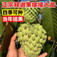 釋迦果苗樹帶果臺灣鳳梨嫁接果樹果苗榴蓮?fù)ピ耗戏椒N植盆栽地栽苗 鳳梨釋迦 三年苗