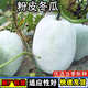 粉皮大冬瓜種子春秋四季播綠色蔬菜籽南北方種植白皮巨型冬瓜種孑 粉皮冬瓜種子【1包 約20粒】