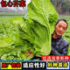 包心芥菜種子高鈣菜庭院陽(yáng)臺種菜籽盆栽四季易播家庭春季蔬菜種籽 包心芥菜種子【1包 約500?！? title=