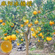 竺庭麻陽(yáng)冰糖橙樹(shù)苗室內陽(yáng)臺盆栽嫁接果苗南北方庭院地栽薄皮甜橙大樹(shù) 6年苗結果多 81cm(含)-110cm(含)
