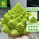 鳳鳴雅世 寶塔菜花種子紫花椰菜西蘭花壽光蔬菜田園春季籽秋冬四季蔬菜孑 綠寶塔菜花種子20粒 菜種子