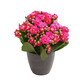 中夢(mèng)重瓣 盆栽 多肉植物四季長(cháng)開(kāi)室內陽(yáng)臺觀(guān)花花卉綠植 長(cháng)壽花小苗桃粉色