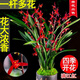 劉閣蘭花蘭花苗 墨蘭精品紅素大花 胭脂紅 夏帶花苞出售好養花卉盆栽綠植 滿(mǎn)江紅6苗連體當年開(kāi)花