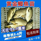 正宗中科五號鯽魚苗工程鯽魚淡水養(yǎng)殖草魚苗鯉魚花鰱包活批發(fā) 黃金鯽 2-4厘米500條（發(fā)600條）