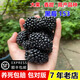 妃里香153黑莓樹(shù)苗四季結果大果雙季黑莓苗盆栽漿果樹(shù)莓果苗南北方種植 4年生脫毒苗（當年結果）