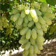 芃畔新疆馬奶提子葡萄苗:無(wú)籽葡萄樹(shù)苗:青無(wú)籽葡萄無(wú)籽青提苗盆栽地栽 五年苗結果多小豐產(chǎn)