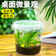 寵小帥手提生態(tài)瓶免換水免打理全套diy透明材料微景觀防摔桌面觀賞魚缸 水草泥生態(tài)瓶【斑馬魚】