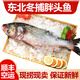 品吉味【吉林特產(chǎn)館】東北特產(chǎn)  查干hu冬捕胖頭魚(yú) 淡水湖魚(yú) 順豐空運 10.5-12斤 1條 禮盒裝