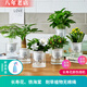 雅卉水培植物盆栽發(fā)財樹(shù)辦公室內小綠植蘆薈吊蘭花卉盆栽好養 發(fā)財梔子長(cháng)壽荷花綠蘿虎刺 含盆