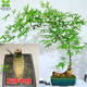 竹子盆景小葉勒竹金絲佛肚竹內門(mén)竹文竹禪意竹子茶室擺件小葉簕竹 精選發(fā)芽中樁