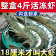 蝦 青島大蝦超大海蝦鮮活冷凍白蝦對蝦大蝦新鮮海捕大蝦海鮮水產(chǎn) 大號30/40規(guī)格 2.8- 3斤(凈重)  4斤常規(guī)裝鮮蝦船凍