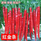 【長線椒種子】香辣王湖南辣椒種籽杭椒超長特高產(chǎn)春夏秋冬四季播 原裝：超長線辣椒種子900粒+肥