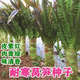 萵筍種子耐熱耐寒香萵苣種籽抗高溫四川春夏秋季農(nóng)家田園蔬菜種子 紅皮萵筍種子 1000粒