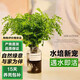 泰西絲水培植物鐵線(xiàn)蕨室內(nèi)花卉四季綠植 鐵線(xiàn)蕨+廣口玻璃瓶 源頭直發(fā)