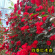 紅木香四季開(kāi)花紅花重瓣甜蜜花苗樹(shù)苗老樁大苗盆栽黃白木香爬藤 【精品四季紅木香】1.8米-2米高 不含盆