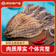北海印象【北海館】章魚干250g淡曬八爪魚海鮮干貨海產(chǎn)品新鮮下奶滋補煲湯 章魚干250克