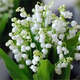 【四季開(kāi)花】帶芽鈴蘭花根濃香型鈴蘭盆栽花卉陽(yáng)臺室內耐寒綠植物 白色鈴蘭四季開(kāi)花 推薦10個(gè)芽帶根送肥