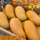紛紛佳【順豐速運(yùn)】海南三亞金煌芒樹上熟特大果芒果現(xiàn)摘新鮮水果禮盒裝 凈果8-8.5斤4-6個(gè)特大果