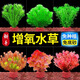 勝畫魚缸水草植物直接入缸真水草凈化竹節(jié)草蜈蚣草懶人養(yǎng)魚水草造景 迷你小九冠【免底砂/免種植】