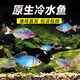 瘋狂水草鳑鲏?mèng)~(yú)觀(guān)賞魚(yú)冷水魚(yú)耐活體自來(lái)水淡水好養草魚(yú)苗溪流缸小型原生魚(yú) 【小2-4CM】高體鳑鲏12+4 共16條