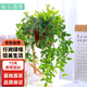行湘鉆石翡翠吊蘭盆栽綠植垂吊客廳植物凈化空氣+塑料吊蘭盆 源頭直發(fā)