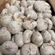 80年代蟲屎沱250克普洱生茶易武料 茶湯特別的甜溫和甜飽滿藥香