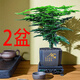 格調(diào)生活文竹盆栽室內(nèi)綠植花卉盆景四季常綠植物云竹客廳辦公桌擺盆景 買一送一、發(fā)2盆文竹舍得方形盆