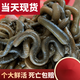貓樂(lè )魚(yú)鮮活黑蚯蚓釣黃鱔青蚯蚓特大臭蚯蚓地龍活體蚯蚓野釣釣魚(yú)魚(yú)餌活鉺 通貨一斤